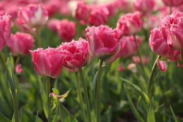 Beautiful colorful tulips growing in flower bed, selective focus