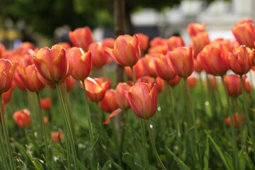 Obraz premium Beautiful colorful tulips growing in flower bed