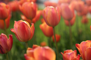 Beautiful colorful tulips growing in flower bed, selective focus