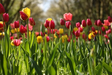 Fototapeta na wymiar Beautiful bright tulips growing outdoors on sunny day