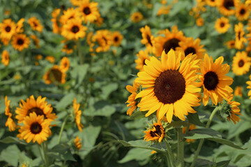 満開のひまわり畑