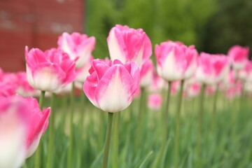 Beautiful pink tulip flowers growing in field, selective focus