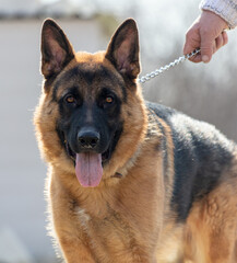 German shepherd dog close up portrait in sunny day
