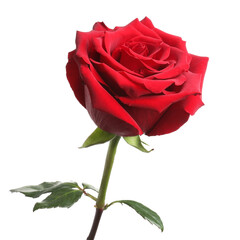 Beautiful fresh red rose isolated on white