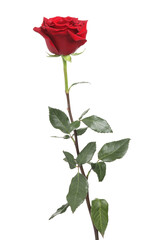 Obraz premium Beautiful fresh red rose isolated on white