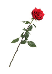 Beautiful fresh red rose isolated on white - obrazy, fototapety, plakaty