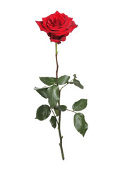 Fototapeta premium Beautiful fresh red rose isolated on white