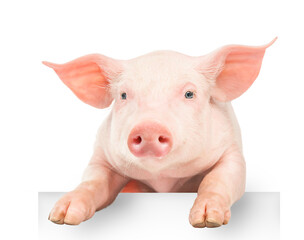 Happy young pig hanging its paws over a white banner, isolated on white background. Funny animals...