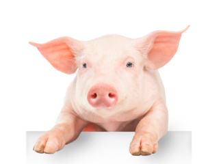 Happy young pig hanging its paws over a white banner, isolated on white background. Funny animals emotions.