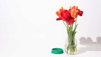 bouquet of red tulips and feed for cat in bowl on white background. spring flowers. 