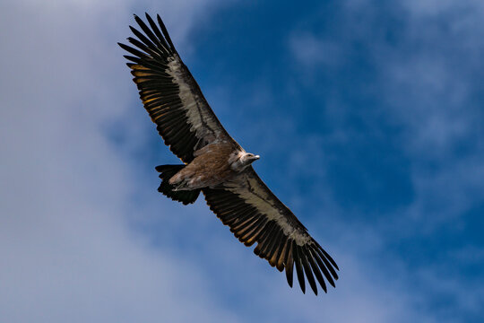 Griffon vulture of the basque country