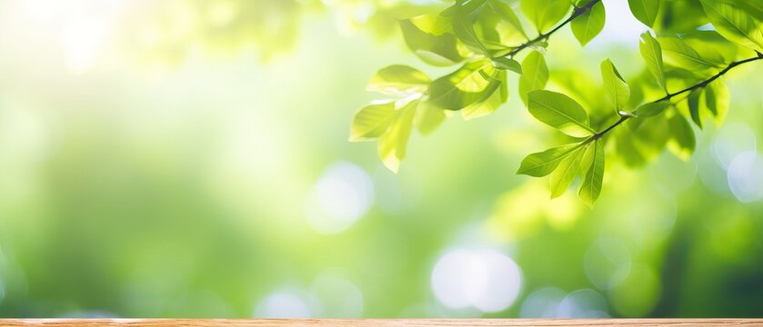 Beautiful blurred spring summer natural background image for product presentations. Defocused tree foliage on bright sunny day
