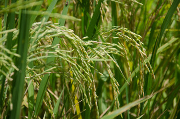 Rice fields in the green fields
Farmer's Cash Crops in Asia