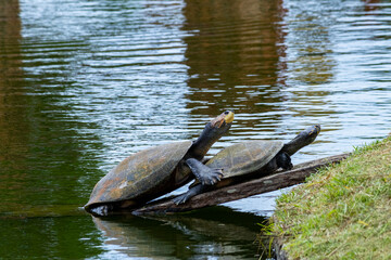 turtle on a log