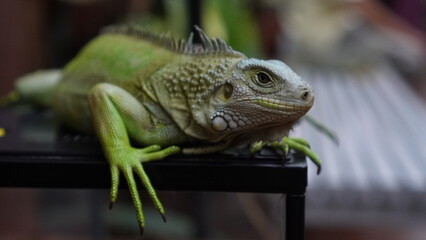 green iguana on a branch, world photography day
