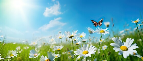 Fototapeta na wymiar Chamomiles daisies macro in summer spring field on background blue sky with sunshine and a flying butterfly , panoramic view. Summer natural landscape with copy space