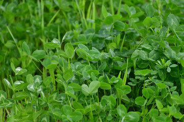 the Young clover leaves on the lawn