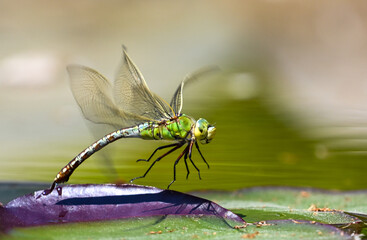 Giant dragonfly take-off after laying eggs on water lilly leaf