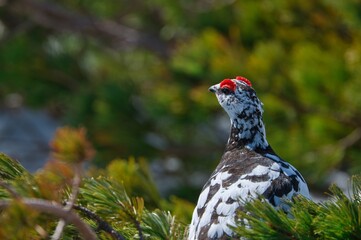 Japanese rock ptarmigan, wild bird walking and resting near creeping pine tree at alps mountain in Japan