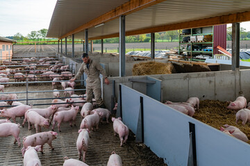 Die Schweine können wählen ob sie sich im Stroh aufhalten möchten oder im Aussenbereich auf...