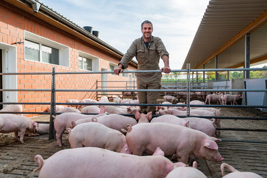 Landwirt wird von seinen Schweinen begrüßt, in Aussen - Buchten, mit der Haltungsstufe 4.