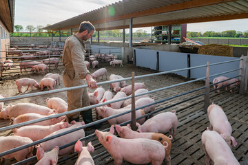 Junger Landwirt schaut nach seinen Schweinen, in den aussen Buchten seines Betriebes, dieser...
