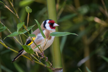 European Goldfinch - Carduelis carduelis, beautiful colored perching bird from European meadows and...