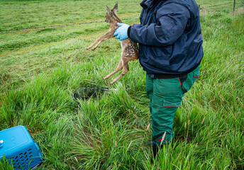 Rehkitzrettung: Jäger trägt mit Handschuhen das Kitz am Rande der Wiese, menschlicher Geruch darf...