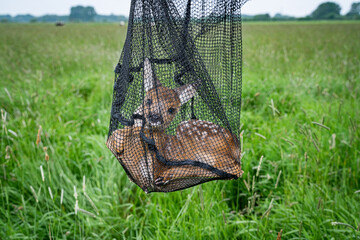 Rehkitzrettung: Kitz wird im Käscher am Rand der Wiese abgelegt, dadurch wird der Mähtod...