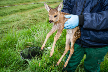 Rehkitzrettung - Jäger hebt ein Kitz aus den Gras mit Handschuhen auf, die durch Infrarot -...