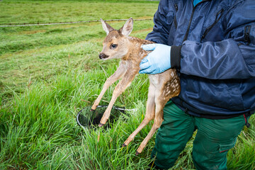 Rehkitzrettung - Jäger hebt ein Kitz aus den Gras mit Handschuhen auf, die durch Infrarot - Drohnen gesichtet wurden. © Countrypixel