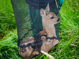 Rehkitzrettung: Kitz wird im Käscher am Rand der Wiese abgelegt, dadurch wird der Mähtod vermieden.