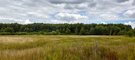 Panoramic photo of dense forest against the sky and meadows. Beautiful landscape of a row of trees...