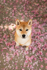 Cute shiba inu sitting in pink sakura petals and looking up at the camera