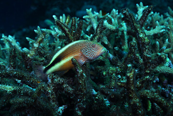 Naklejka na ściany i meble Coral reef with small tropical fish - location southern Thailand