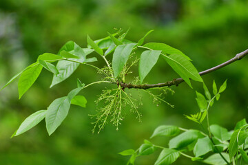Fraxinus pennsylvanica - Pennsylvania ash in spring