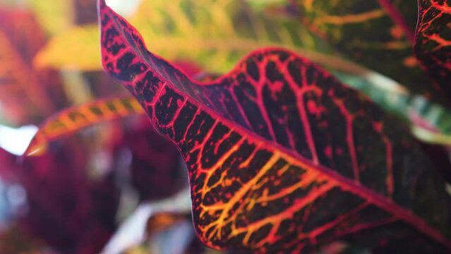 Bush of fire croton in Sri Lanka. Codiaeum variegatum. Close up.