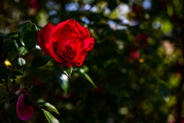 Leuchtend rote Rose auf dunkelgrünem Hintergrund