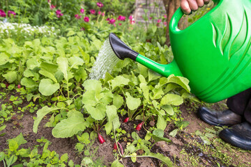 Gardener with Watering can watering young radish plant on garden bed close up. Growing organic food...