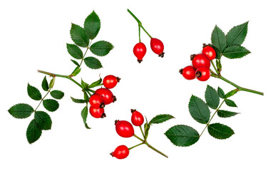 Rose hip isolated on a white background, top view