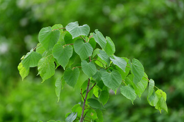 The Young linden tree in the garden