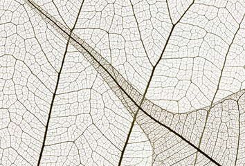 Textured leaf with veins and stripes