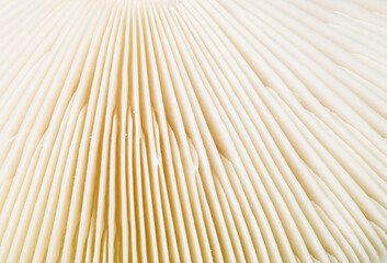 Mushroom Gill Background