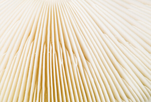 Mushroom Gill Background