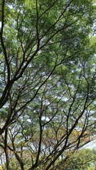 Majestic Trees and Infinite Skies captured from a captivating low angle perspective