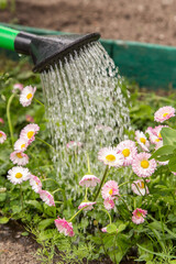 Watering many white and pink daisy flower in spring summer garden. Watering can with water and flowers on flower bed close up