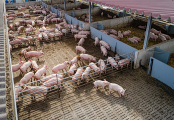 Drohnenfoto - Mastschweine in Aussen - Bewegungsbuchten, in einen Schweinstall der Haltungsstufe 4.