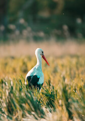 spring stork in the grass
