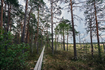 Wooden road through a swampy forest in Estonia.