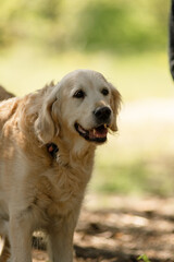 Obraz premium Portrait of a Golden Retriever with its mouth open happily walking in the park in the summertime